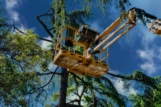 Best Hazardous Tree Removal  in Shallotte, NC